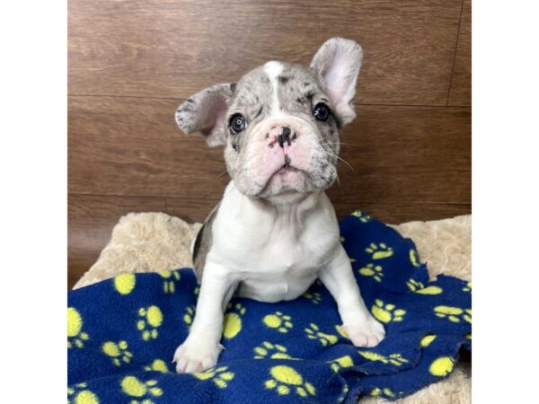 French Bulldog DOG Male Blue Merle 2835 Petland Florence, Kentucky