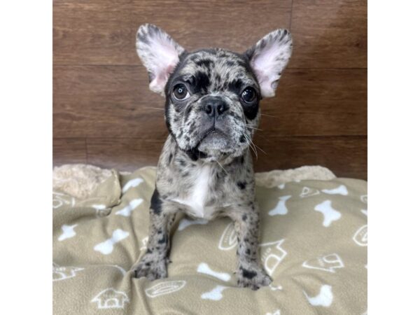 Frenchton-DOG-Female-Blue Merle-2813-Petland Florence, Kentucky