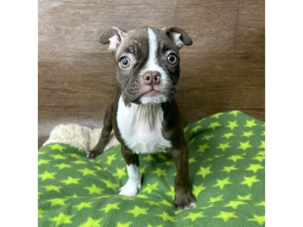 Boston Terrier-DOG-Female-Seal / White-2834-Petland Florence, Kentucky