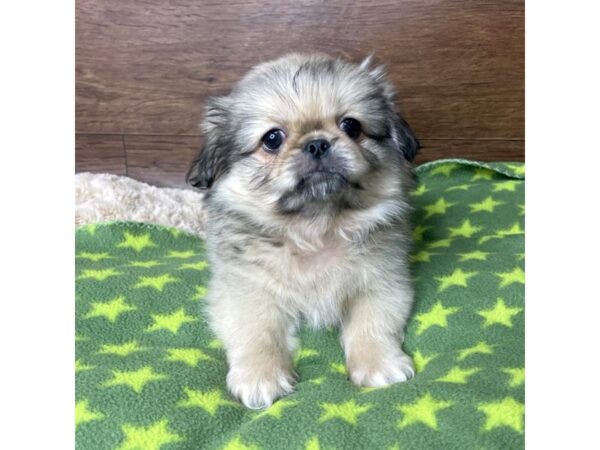 Pekingese-DOG-Male-Cream Sable-2833-Petland Florence, Kentucky