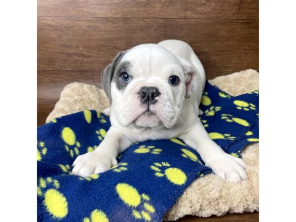 Bulldog DOG Male White 2832 Petland Florence, Kentucky