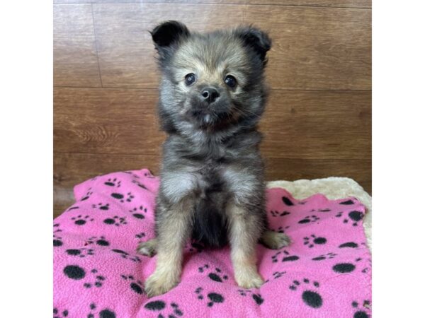Pomeranian-DOG-Female-Wolf Sable-2842-Petland Florence, Kentucky