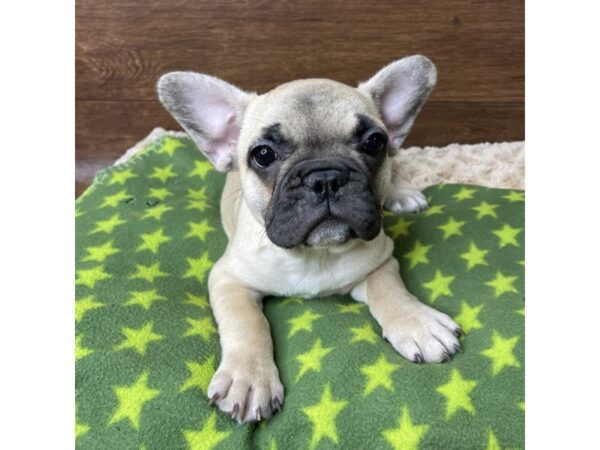 French Bulldog DOG Female Fawn 2843 Petland Florence, Kentucky