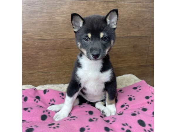 Shiba Inu DOG Female Black / Tan 2844 Petland Florence, Kentucky