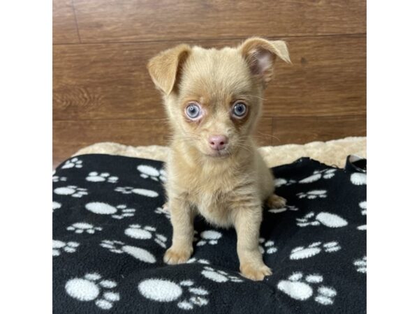 Chihuahua DOG Male Red 2845 Petland Florence, Kentucky