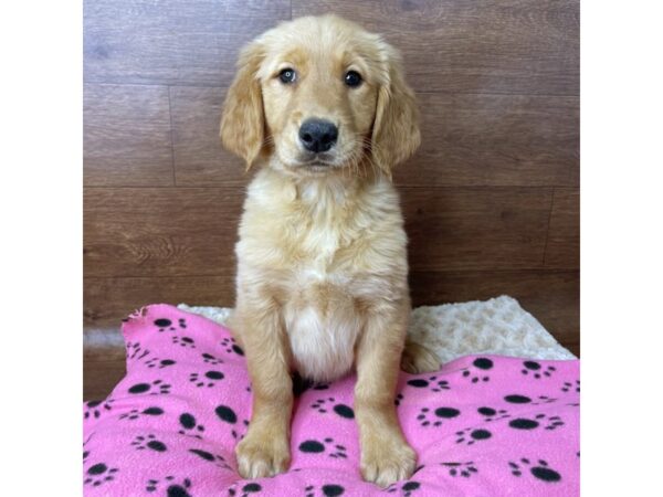 Golden Retriever DOG Female Golden 2846 Petland Florence, Kentucky