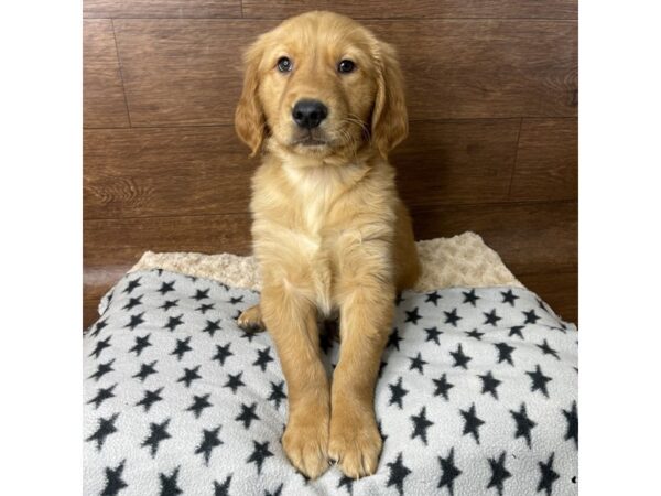 Golden Retriever DOG Male Golden 2847 Petland Florence, Kentucky