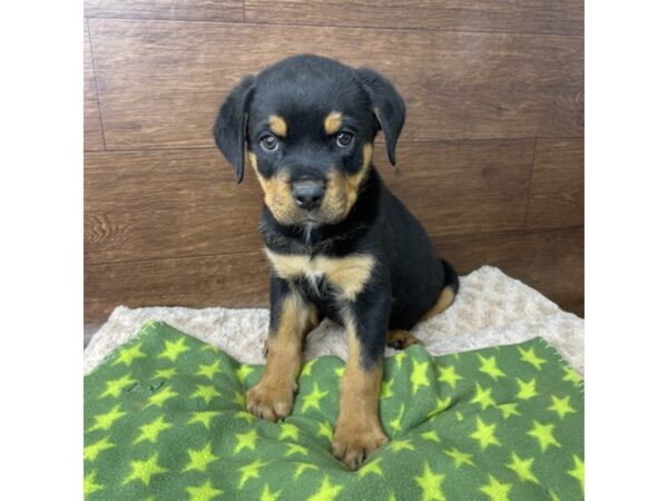 Rottweiler-DOG-Male-Black & Tan-2851-Petland Florence, Kentucky