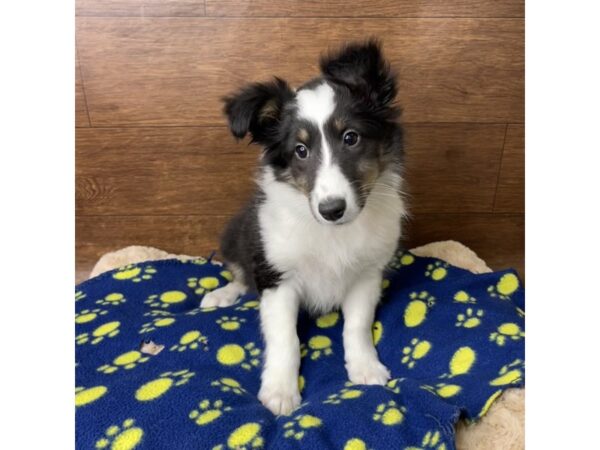 Shetland Sheepdog-DOG-Female-Black White / Tan-2850-Petland Florence, Kentucky