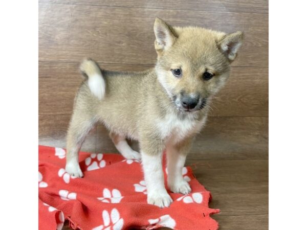 Shiba Inu-DOG-Male-red sesame-2849-Petland Florence, Kentucky