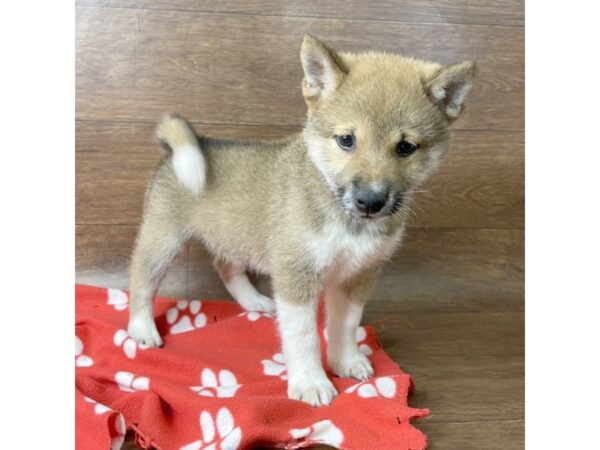 Shiba Inu DOG Male red sesame 2849 Petland Florence, Kentucky