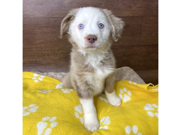 Australian Shepherd DOG Female Red Merle 2861 Petland Florence, Kentucky