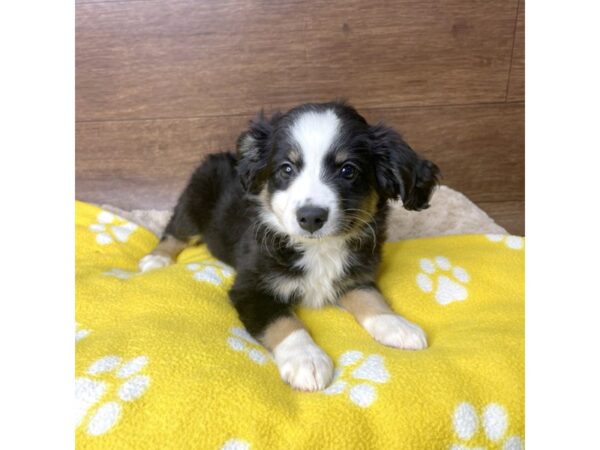 Australian Shepherd DOG Male Tri-Colored 2860 Petland Florence, Kentucky