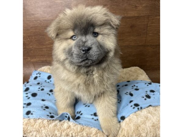 Chow Chow-DOG-Female-Blue Fawn-2858-Petland Florence, Kentucky