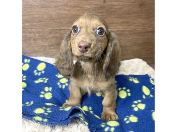 Dachshund DOG Female Red 2856 Petland Florence, Kentucky