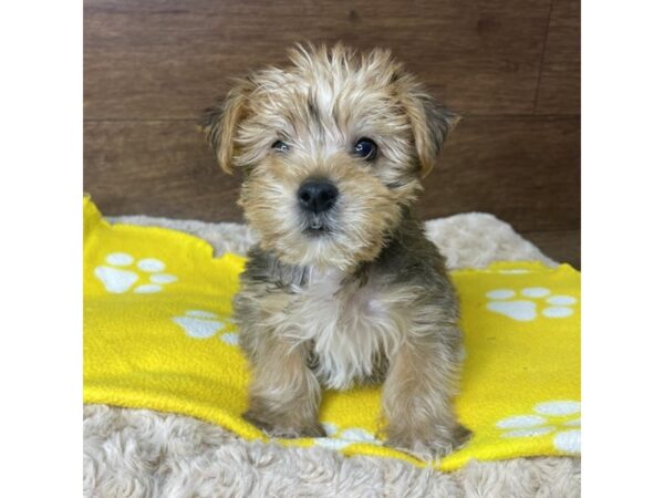 Morkie Puppy Golden ID 2855 Located at Petland Florence Kentucky