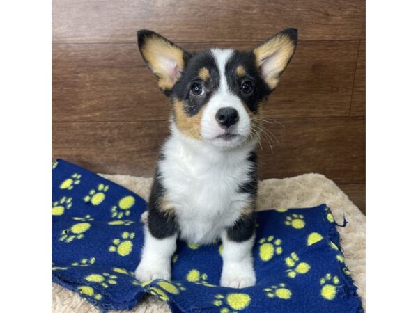 Pembroke Welsh Corgi DOG Female Black White / Tan 2854 Petland Florence, Kentucky