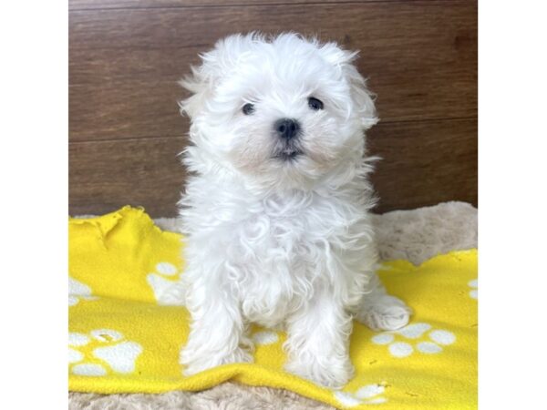 Maltese-DOG-Female-White-2853-Petland Florence, Kentucky