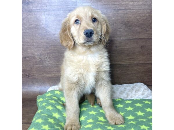 Golden Retriever DOG Female Golden Rust 2852 Petland Florence, Kentucky