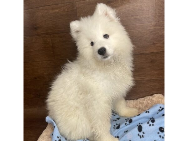 Samoyed-DOG-Male-White-2884-Petland Florence, Kentucky