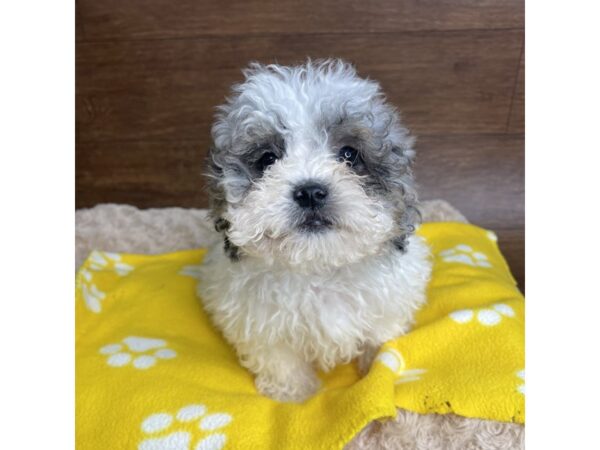 Miniature Goldendoodle DOG Female Merle and White 2881 Petland Florence, Kentucky