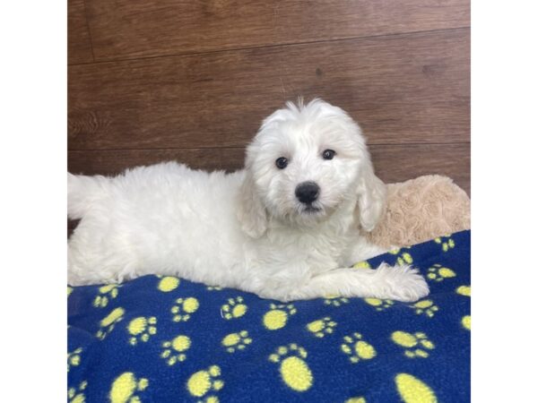 Sheepadoodle DOG Female White 2879 Petland Florence, Kentucky