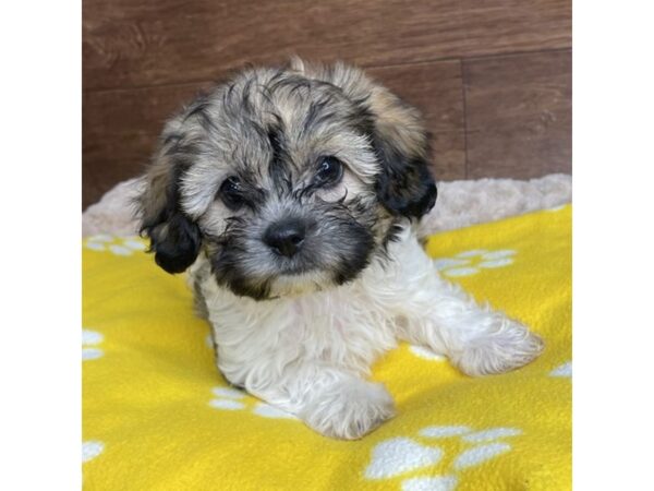 Teddy Bear-DOG-Female-Brown and White-2878-Petland Florence, Kentucky