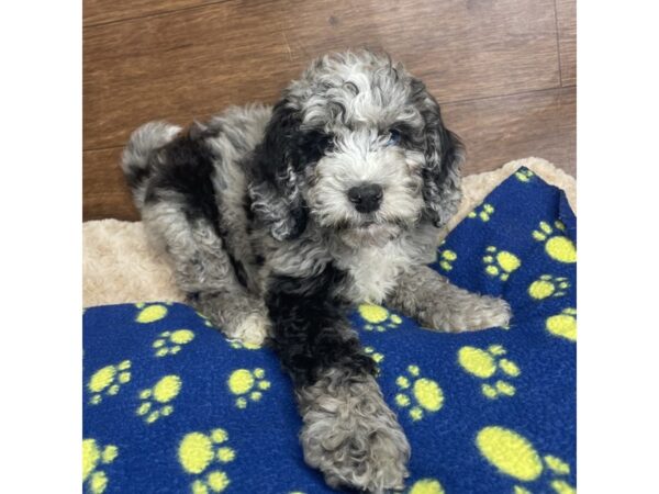 Moyen Poodle DOG Male Blue Merle 2877 Petland Florence, Kentucky