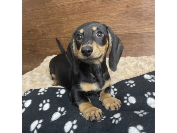 Dachshund DOG Male Black / Tan 2876 Petland Florence, Kentucky