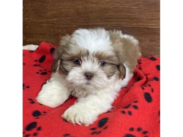 Shih Tzu DOG Male Brown / White 2875 Petland Florence, Kentucky