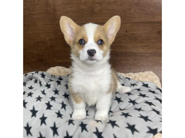 Pembroke Welsh Corgi DOG Female Red Sable 2864 Petland Florence, Kentucky