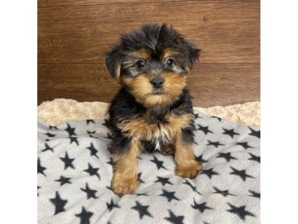 Yorkshire Terrier DOG Male Black / Tan 2865 Petland Florence, Kentucky