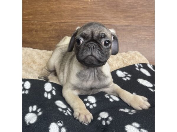 Pug-DOG-Female-Fawn-2872-Petland Florence, Kentucky