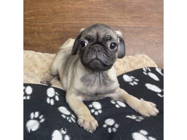 Pug DOG Female Fawn 2872 Petland Florence, Kentucky