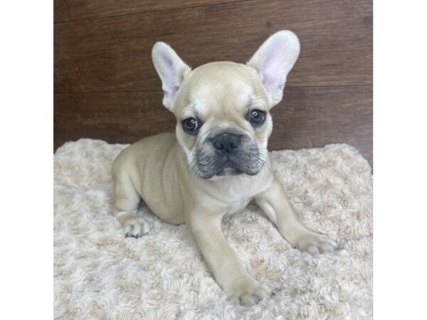 French Bulldog DOG Male Fawn 2870 Petland Florence, Kentucky