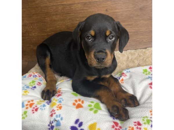 Rottweiler DOG Male Black / Rust 2869 Petland Florence, Kentucky