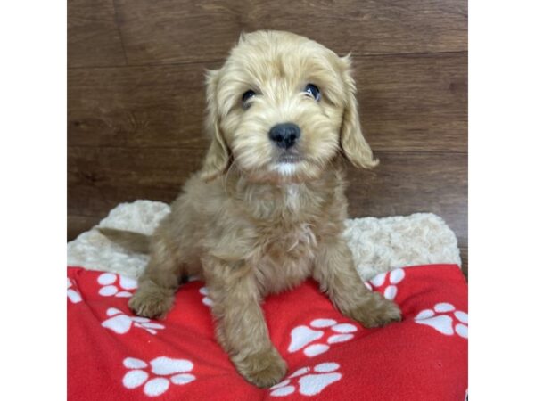 Cavapoo-DOG-Male-Apricot-2868-Petland Florence, Kentucky