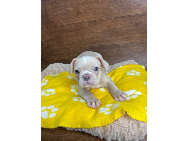 French Bulldog DOG Male Platinum 2885 Petland Florence, Kentucky