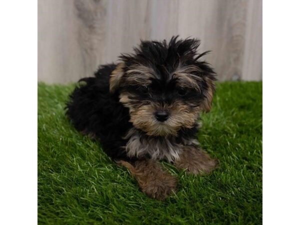 Morkie DOG Male Black / Tan 2886 Petland Florence, Kentucky