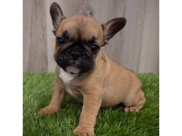 French Bulldog DOG Male Fawn 2888 Petland Florence, Kentucky