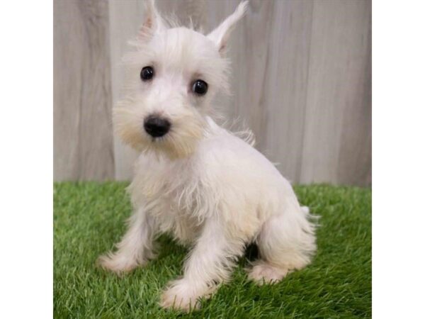 Miniature Schnauzer DOG Female White 2892 Petland Florence, Kentucky