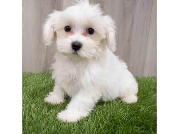 Maltese-DOG-Female-White-2894-Petland Florence, Kentucky