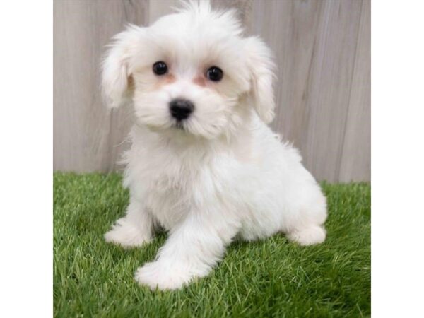 Maltese DOG Female White 2894 Petland Florence, Kentucky