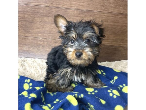 Silky Terrier DOG Male Black / Tan 2900 Petland Florence, Kentucky