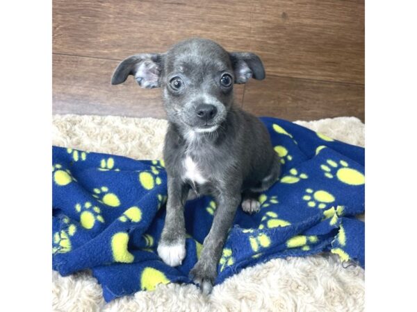 Chihuahua-DOG-Female-Blue-2897-Petland Florence, Kentucky