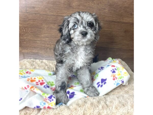 Cavapoo DOG Female Merle 2896 Petland Florence, Kentucky