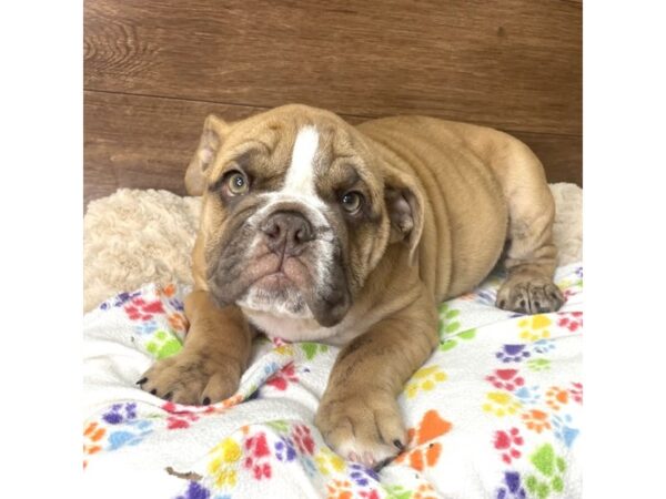 Bulldog DOG Male Red 2895 Petland Florence, Kentucky