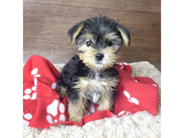 Yorkshire Terrier-DOG-Male-Black / Tan-2891-Petland Florence, Kentucky