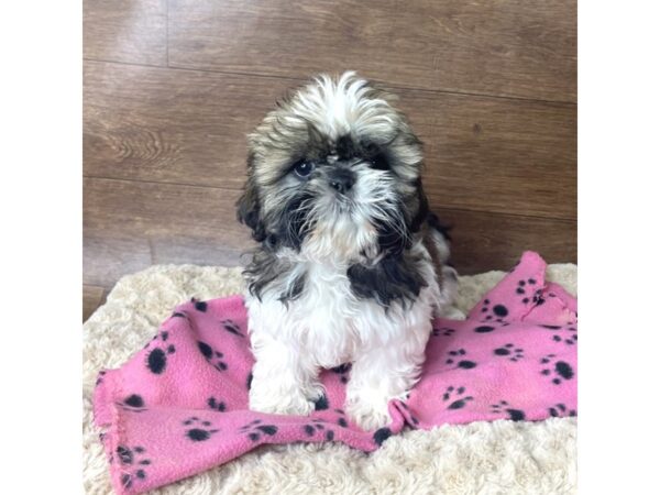 Teddy Bear DOG Female Brown / White 2890 Petland Florence, Kentucky