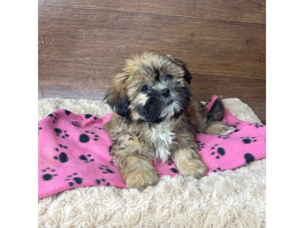 Teddy Bear-DOG-Female-Brindle-2889-Petland Florence, Kentucky